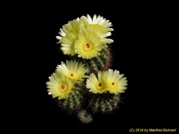 Notocactus muricatus v. flaviflorus 2328